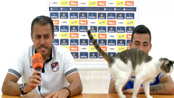 Colombia, un gatto sale sul tavolo e interrompe la conferenza stampa dell’Orsomarso