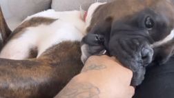 VIDEO Petagna, il Monza lo aspetta: intanto gioca col suo cane