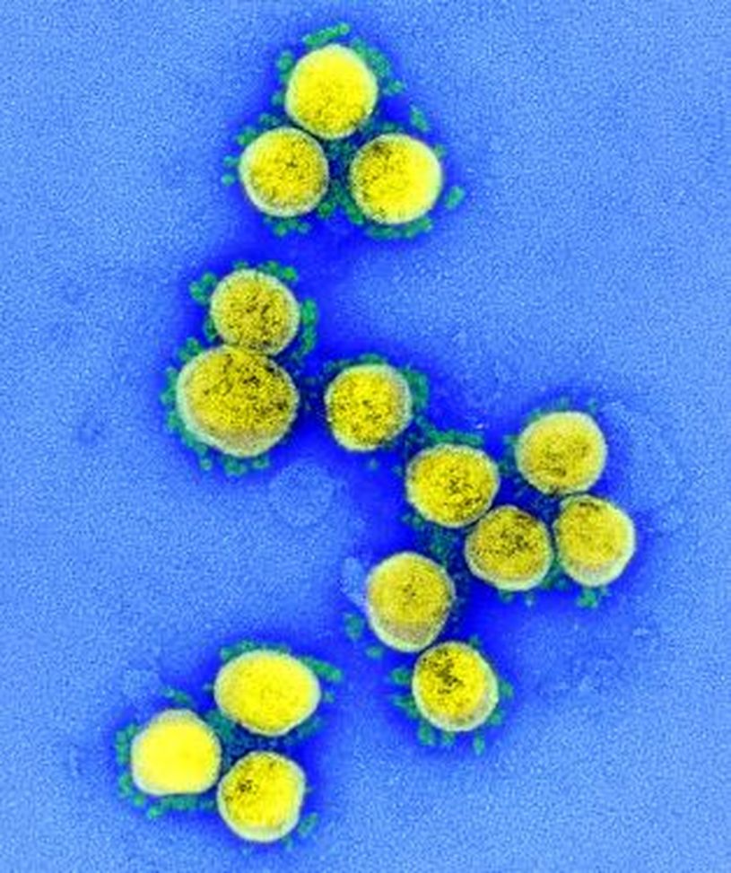 Hockey ghiaccio, il Lugano vince il derby ma i tifosi tremano: variante Omicron in curva- immagine 3