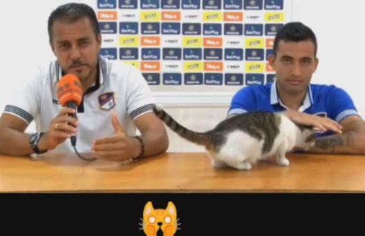 Colombia, un gatto sale sul tavolo e interrompe la conferenza stampa dell’Orsomarso- immagine 2