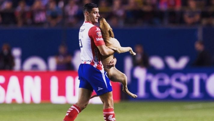 Al cane invasore ci pensa il bomber, con tenerezza... Al cane invasore ci pensa il bomber, con tenerezza...