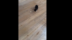 VIDEO / Quando il tuo gatto è un campione… a calcio!