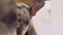 VIDEO / Monti che combini? Il piccolo incidente del cane di Morata con lady Locatelli