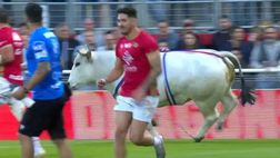 Follia nella Super League francese di rugby: un toro in campo, panico