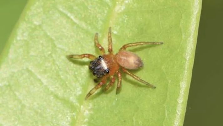 Il più grosso tra i ragni sconosciuti: gli scienziati lo chiamano “Scaloneta” - immagine 1