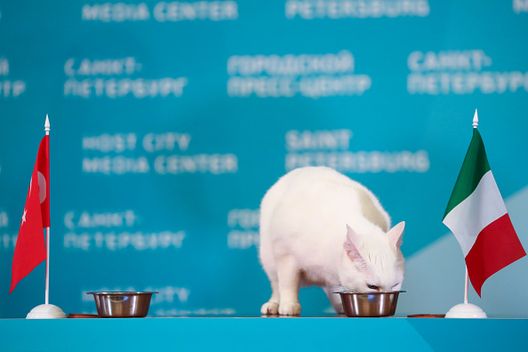 (Getty Images) (Getty Images)