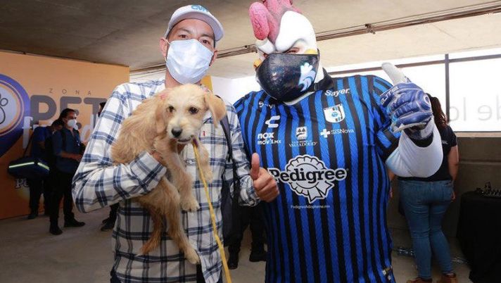 Messico, il Queretaro inaugura la tribuna per cani e gatti: e vince 1-0… Messico, il Queretaro inaugura la tribuna per cani e gatti: e vince 1-0… - immagine 1