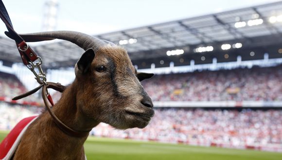 Colonia mascotte Hennes VIII (getty images) Colonia mascotte Hennes VIII (getty images)