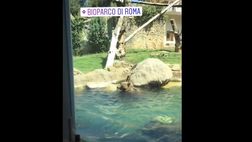 VIDEO / Gagliardini è ancora a Roma. L’orso del bioparco attira la sua attenzione