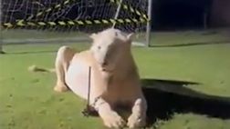 VIDEO – Il leone ruggisce, l’ex Napoli Manolas se la dà a gambe