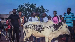 Mali, non è uno scherzo: al capocannoniere una mucca in premio, al vice una pecora…