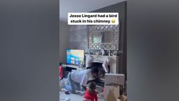 VIDEO / Lingard terrorizzato, c’è un piccione nel camino