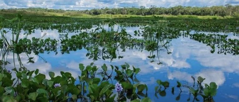 Il più grosso tra i ragni sconosciuti: gli scienziati lo chiamano “Scaloneta”- immagine 4