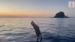 VIDEO / Lady De Rossi, il tuffo è perfetto: che movenze per Sarah Felberbaum
